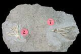 Two Fossil Crinoids (Dichocrinus & Cercidocrinus) - Gilmore City, Iowa #149035-3